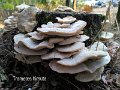 Trametes hirsuta-amf1821